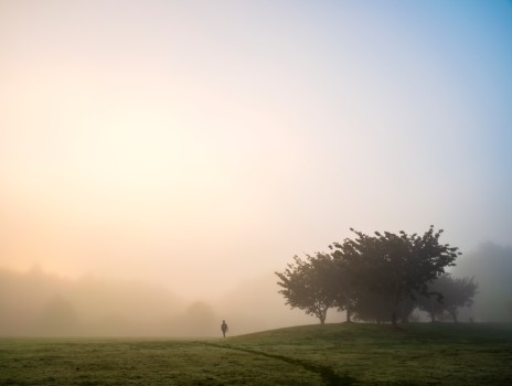 Morning Fog Field Tree