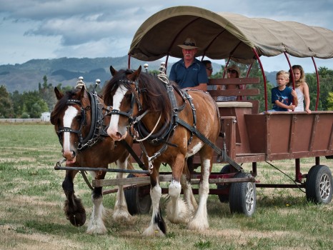 Horse and wagon ride