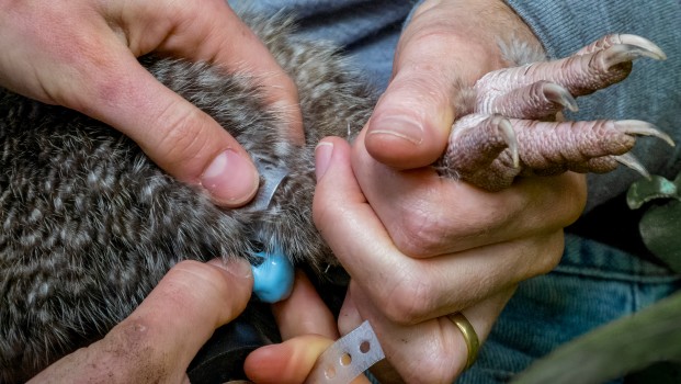 Fitting a transmitter to a kiwi's leg