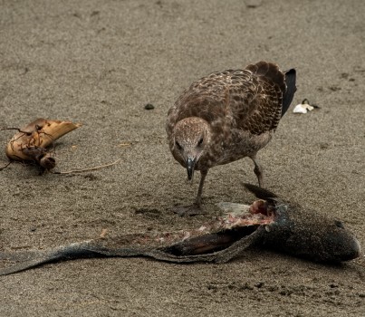 Brown seagull and fish on the beach