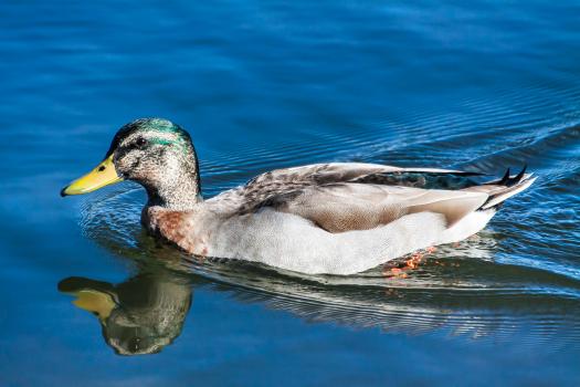 Duck  swimming 
