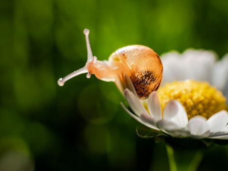Baby Snail Daisy Flower