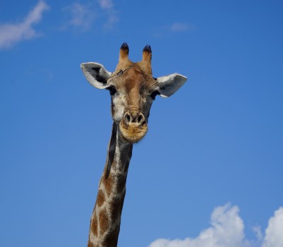 Giraffe looking at camera