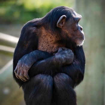 Chimpanzee with arms crossed