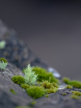 Rock Lichen Miniature World
