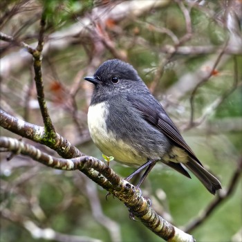 South Island Robin