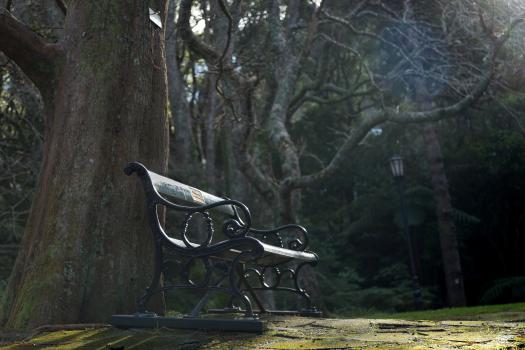 A bench in the forest