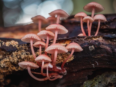 Pink Bonnet Mushrooms Cluster