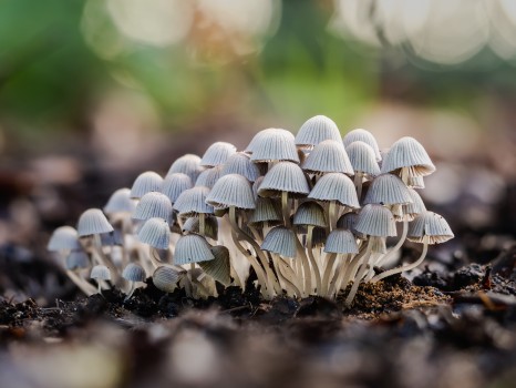 Fairy Cap Mushroom Cluster