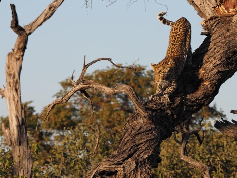 Young Female Leopard up a Big Tree