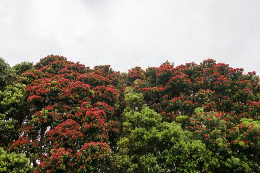 Pohutukawa trees flowering with grey sky