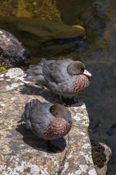 Blue duck pair, Heaphy Track