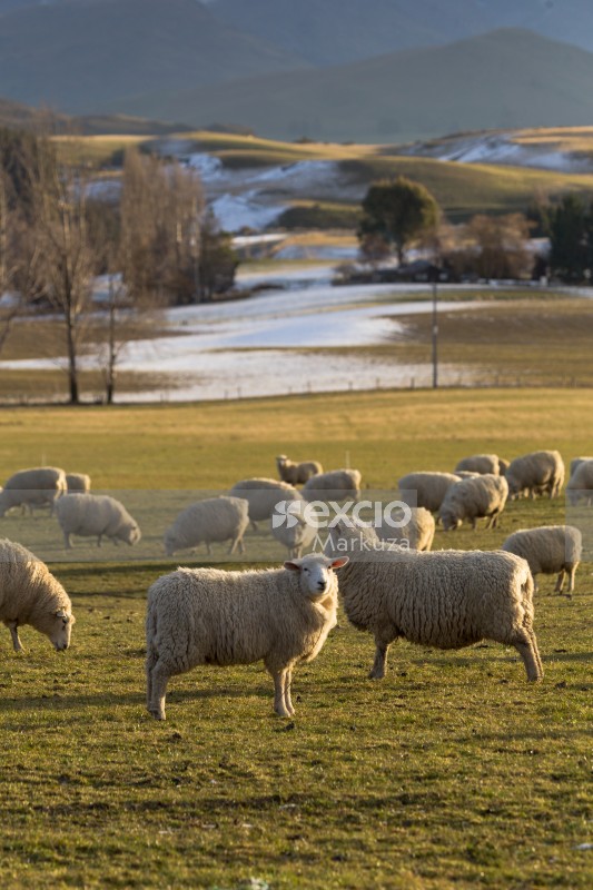 Flock of sheep and frosty countryside