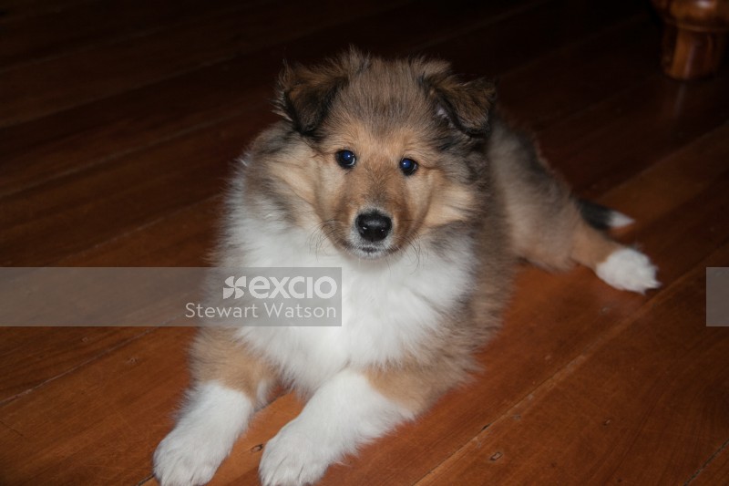 Rough Coated collie pup