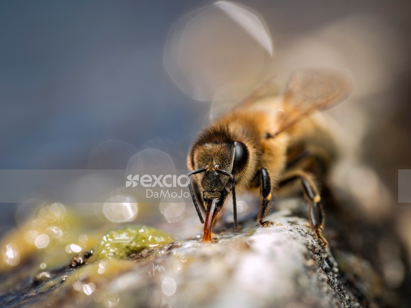Thirsty Bee Drinking Water