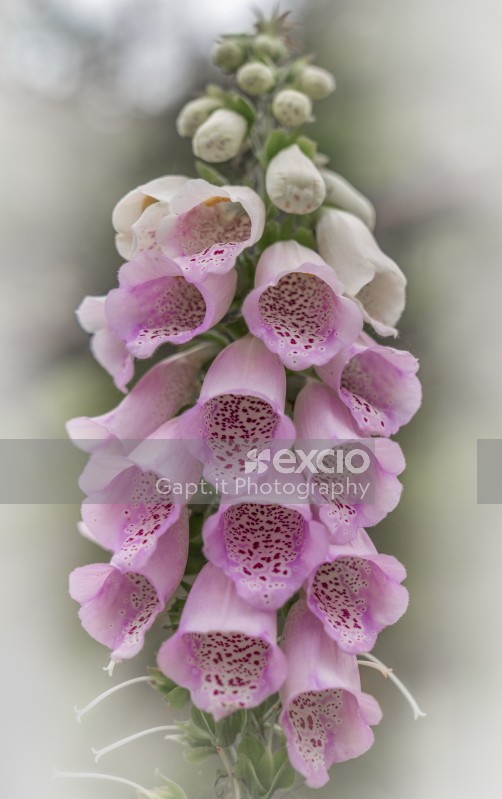 Foxglove flowers