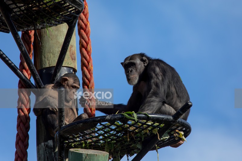 Chimpanzee parent and offspring on a tall platform