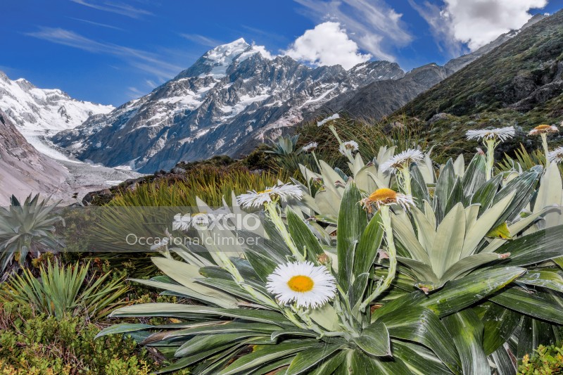 Mount Cook lilies
