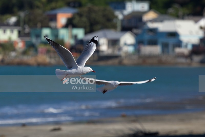 Couple of seagulls flying together