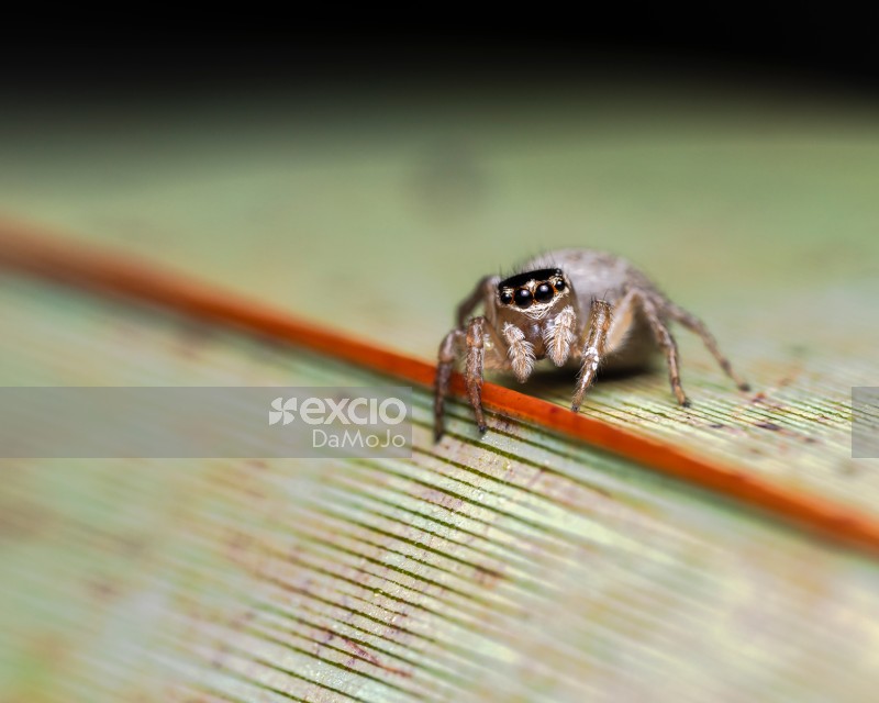 Pregnant Female House Spider Gravid