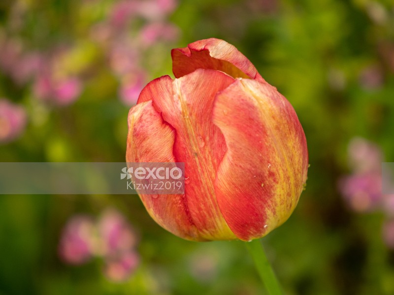 Tulip beauty