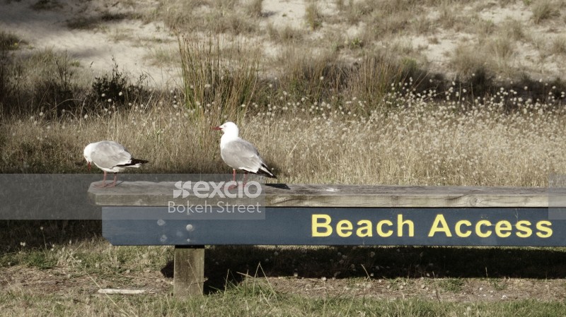 Red-billed gull on a bench at the beach Tairua