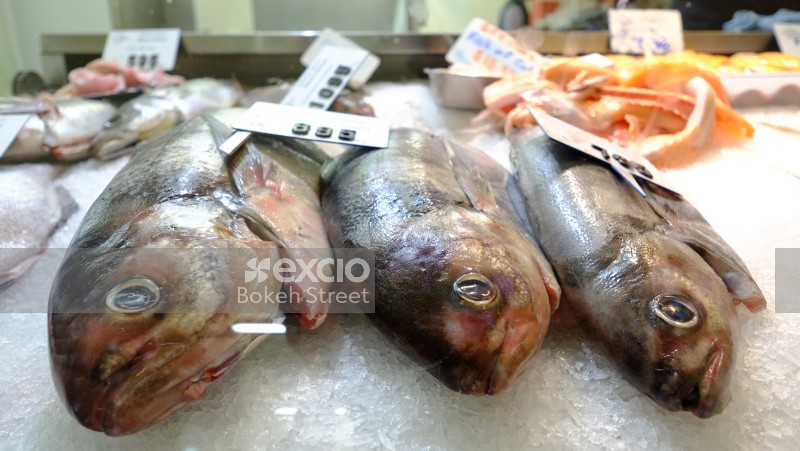Three fish on ice in a fish shop