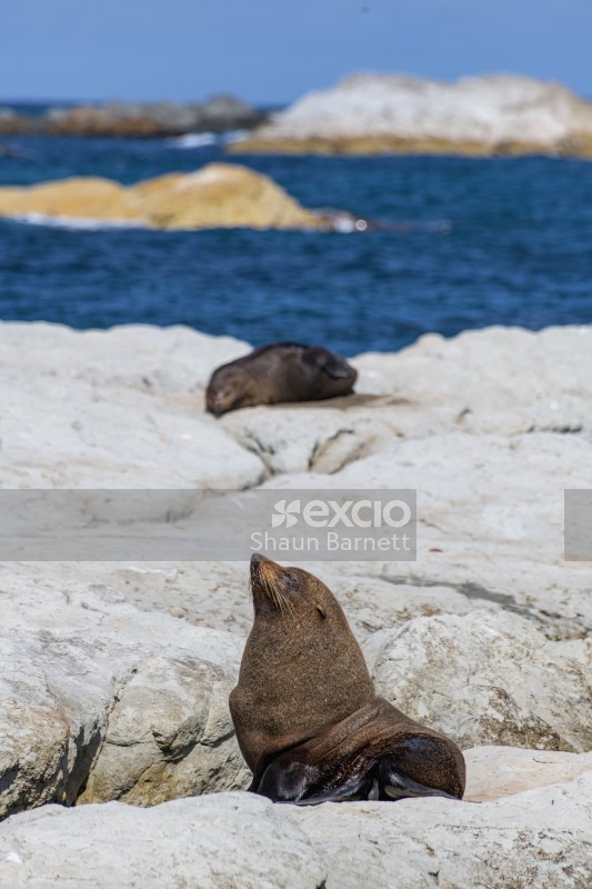 New Zealand fur seal, Kaikoura 