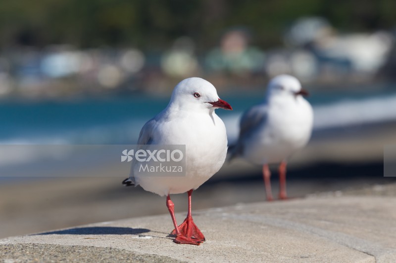 Seagull fancy walk