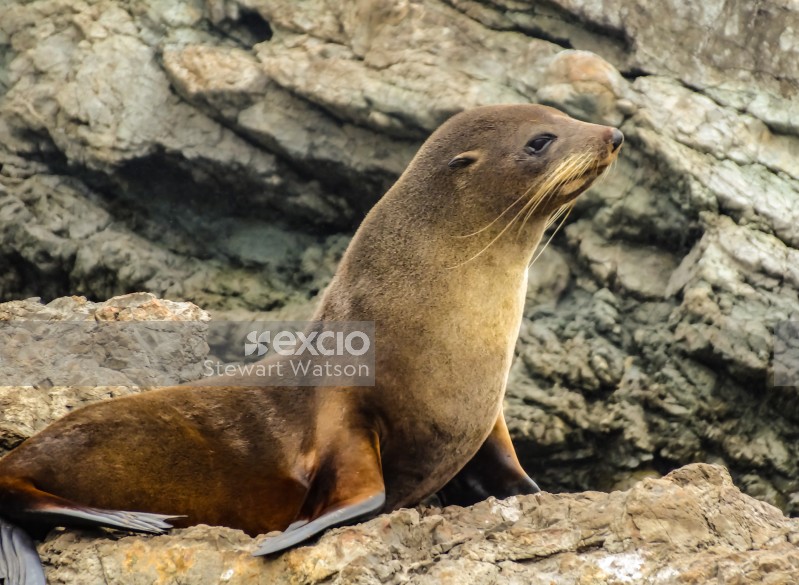 NZ fur seal at attention