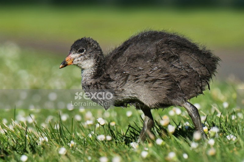 Australian Coot Chick
