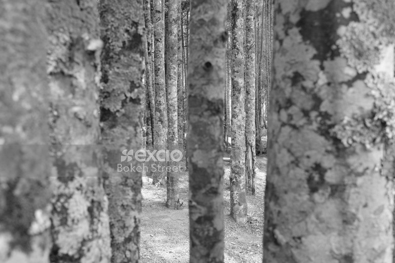 Birch trees monochrome