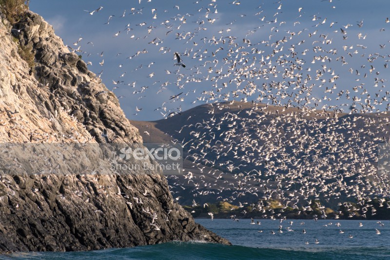 Sea gulls, Otago Harbour 