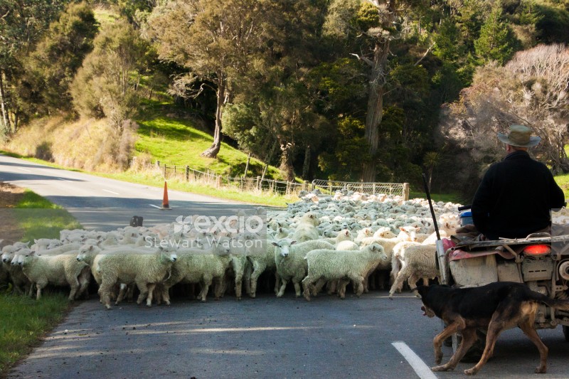 Moving sheep NZ style