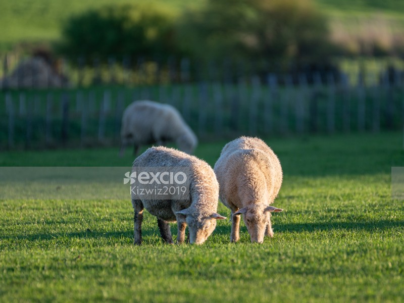 Grazing Ewes