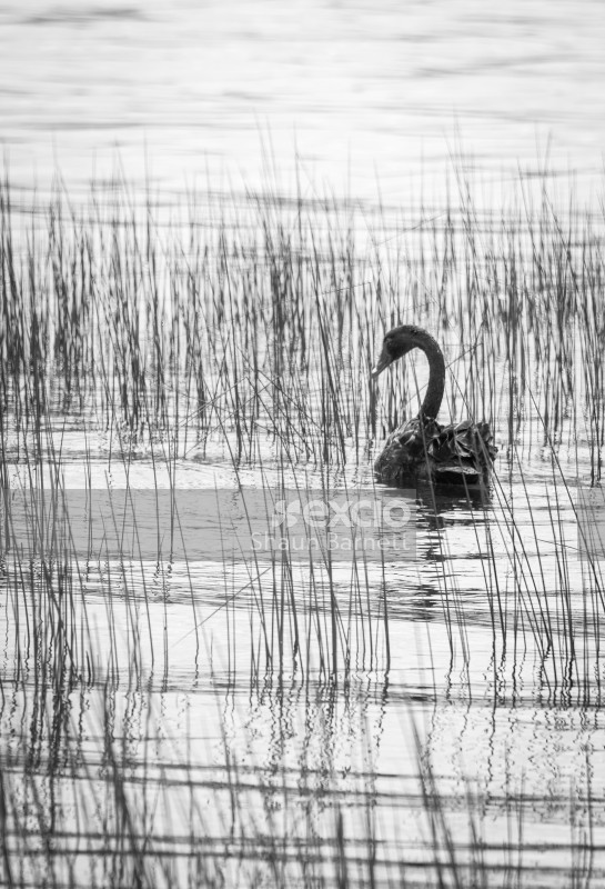 Black swan, Lake Tarawera