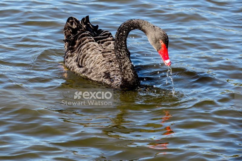 Feeding swan