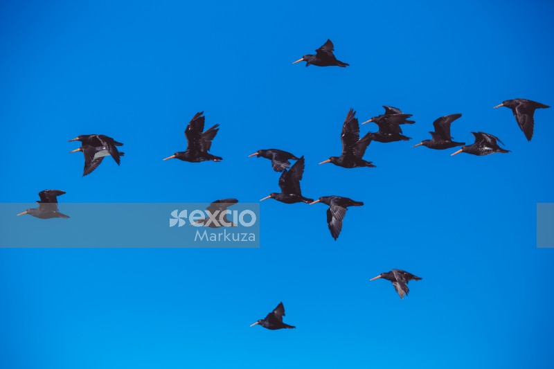 Oyster catchers against vibrant blue sky