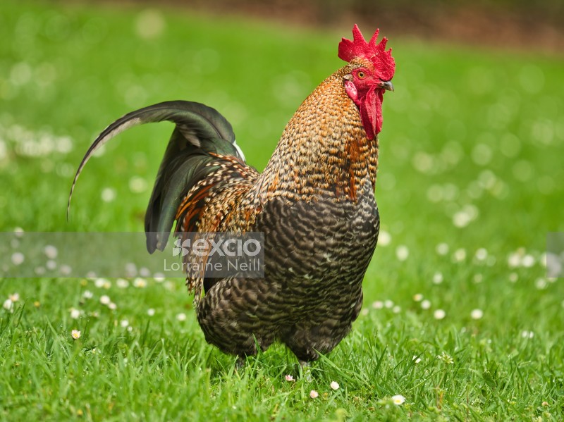Rooster in a Field