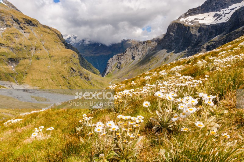 Mountain daisies,  Mt Aspiring