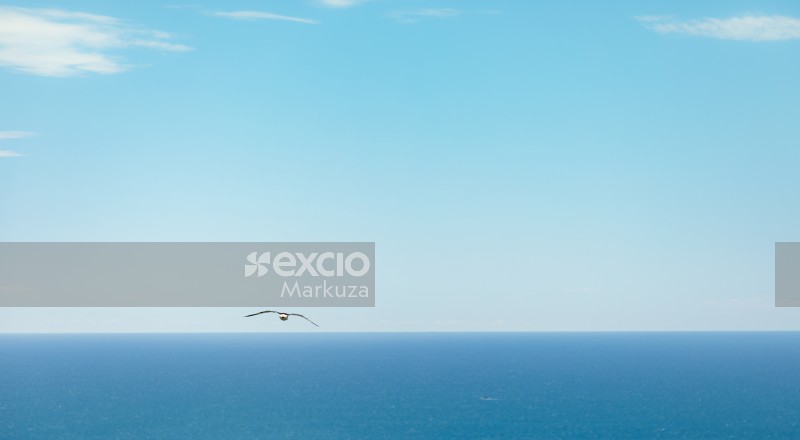 Albatross day flight