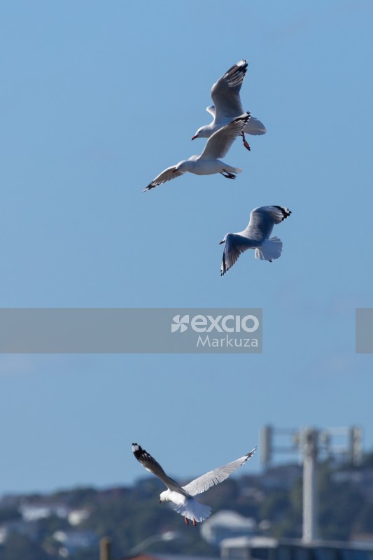 Seagulls flying together
