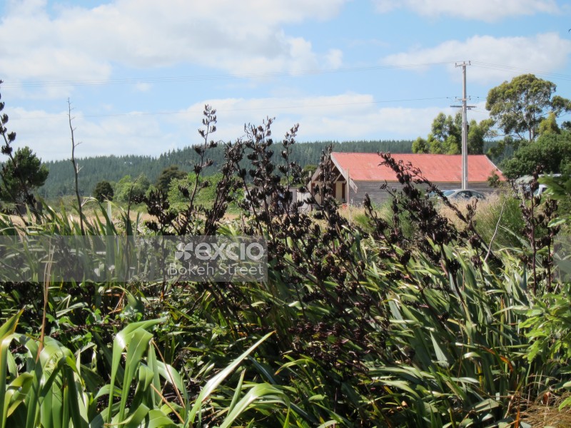 New Zealand flax Phormium tenax plant