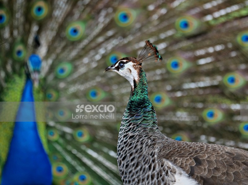 Peahen with Peacock Displaying