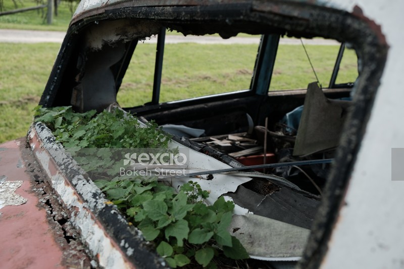 Foliage growing in a rusted old oxidizing car