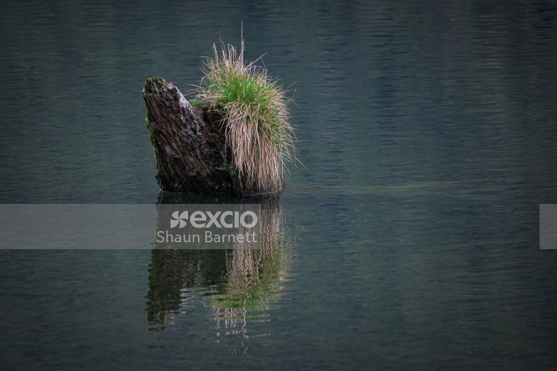 Stump, Lake Rotoiti