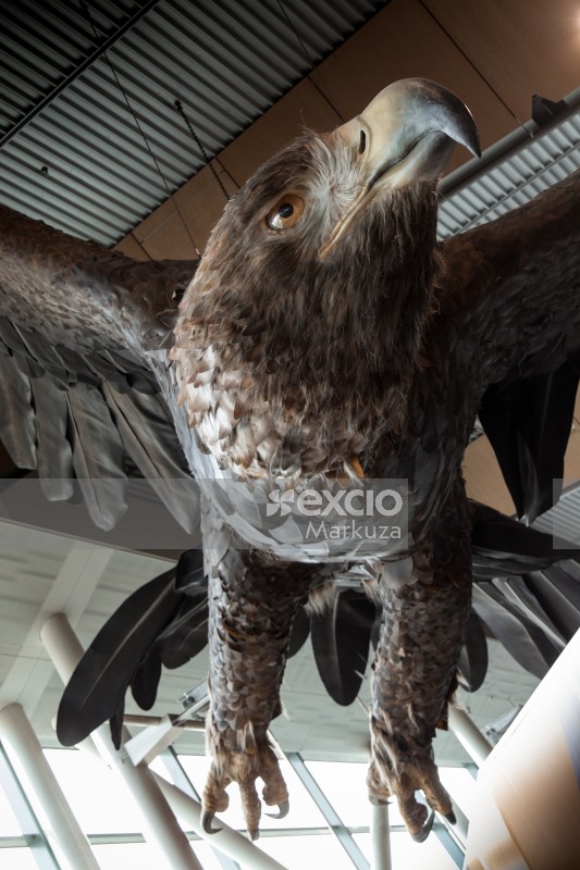 Wellington Airport giant eagle