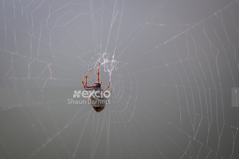 Spider in web, Canterbury