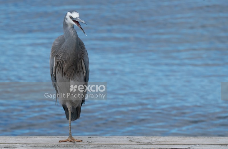 The Laughing  White Faced Heron