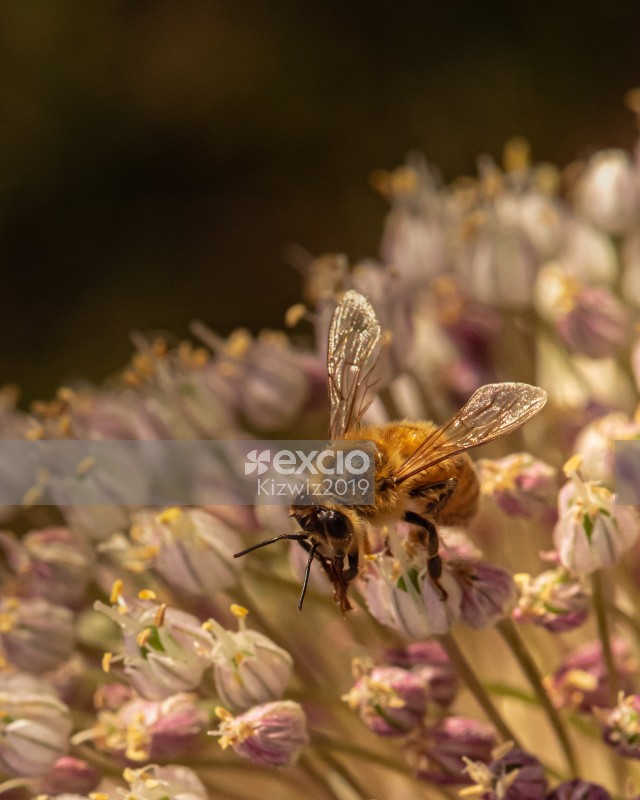 Bee on garlic